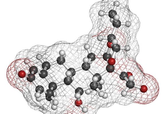 Las bacterias podrían desempeñar un papel en la enfermedad de Crohn