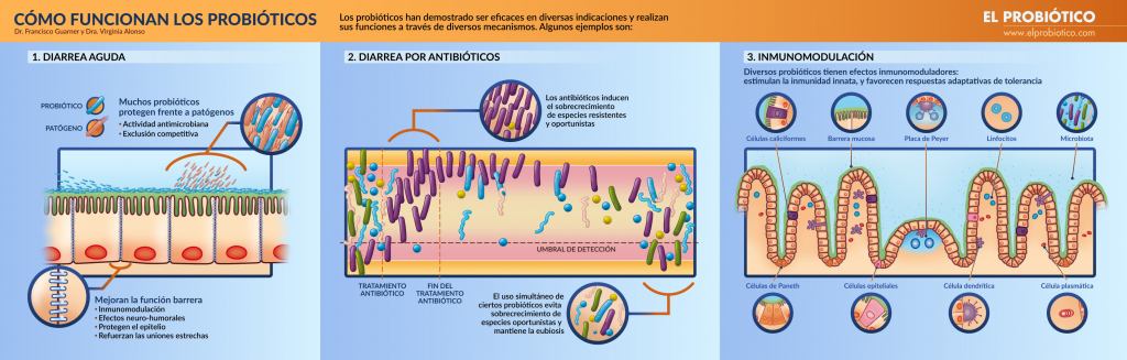 Infografia. Cómo funcionan los probióticos