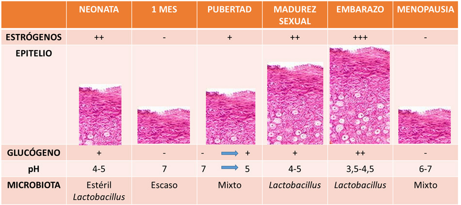 https://www.elprobiotico.com/continguts/figura1.jpg