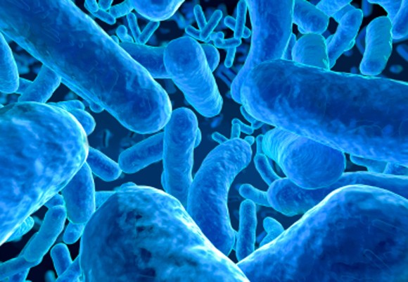 Documento de consenso de la ISAPP sobre el concepto de probiótico
