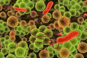 Bacterias, SII, CIC y probióticos