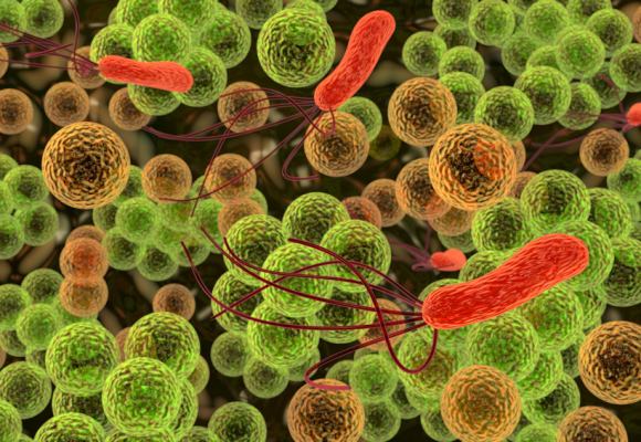 Bacterias, SII, CIC y probióticos