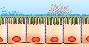 Saccharomyces