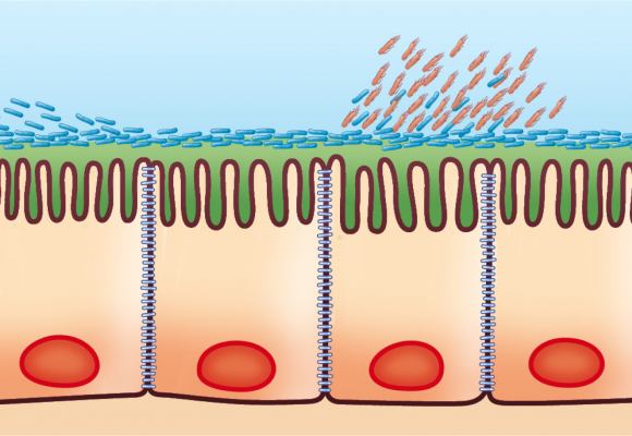 Saccharomyces