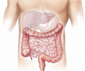 Intestinos