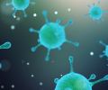 bacteria
